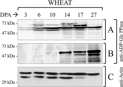 Phosphorylation of ADP-Glucose Pyrophosphorylase During Wheat Seeds Development